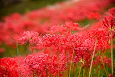 彼岸花 風水|彼岸花（ヒガンバナ）の情報一覧～花言葉・意味・見。